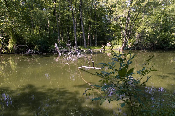 Dead branches in a lake